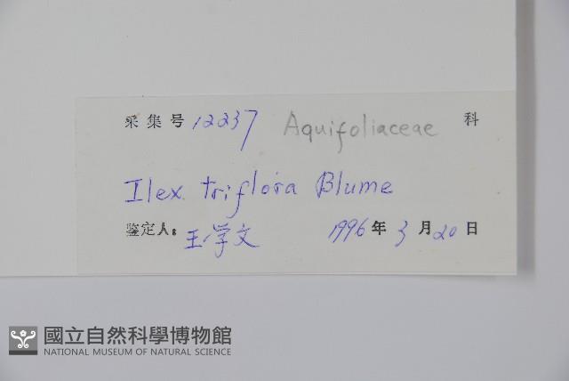 三花冬青藏品圖，第2張