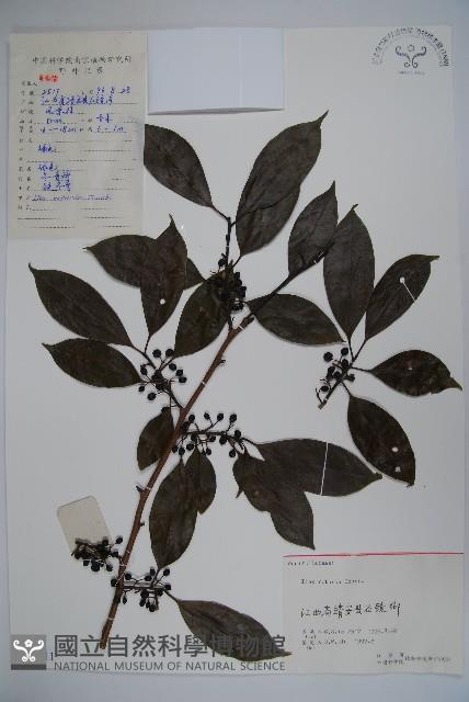 鐵冬青藏品圖，第1張