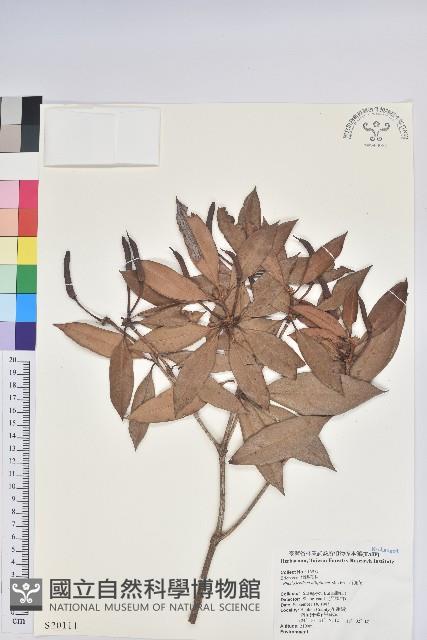 西施花、青紫木藏品圖，第1張