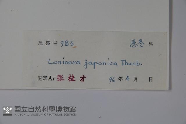 忍冬、金銀花藏品圖，第2張