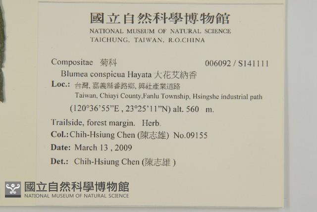 大花艾納香藏品圖，第2張