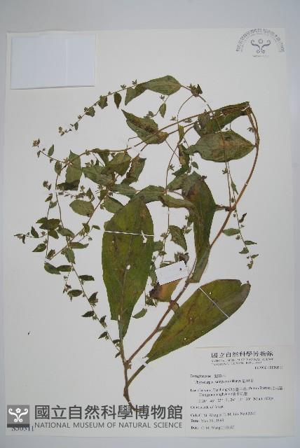 盾果草藏品圖，第1張