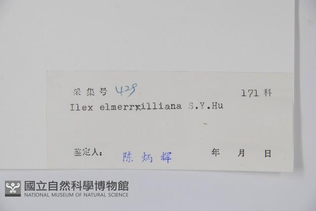 厚葉冬青藏品圖，第2張