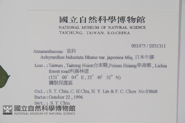 日本牛膝藏品圖，第2張