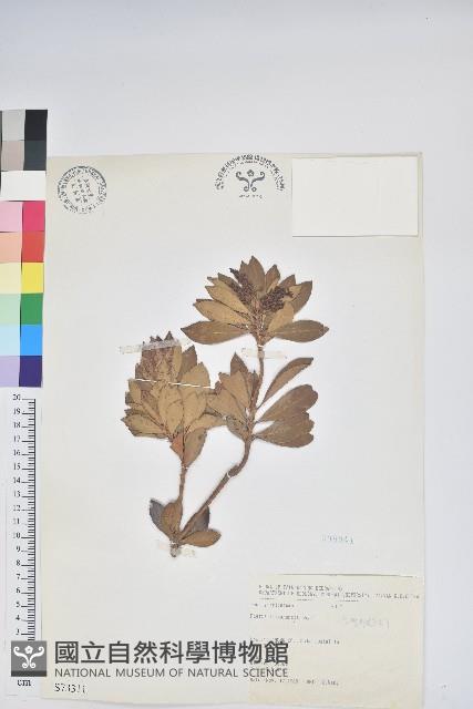 臺灣馬醉木藏品圖，第1張