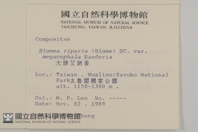 大頭艾納香藏品圖，第2張