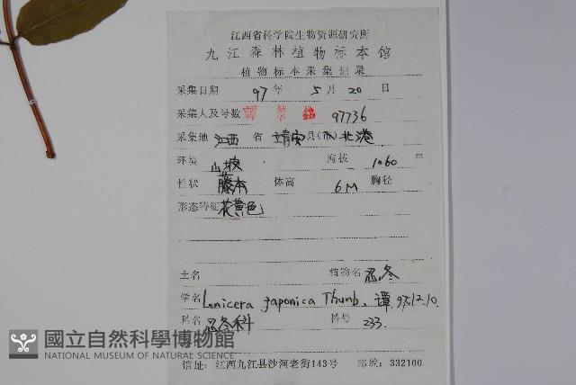 忍冬、金銀花藏品圖，第2張