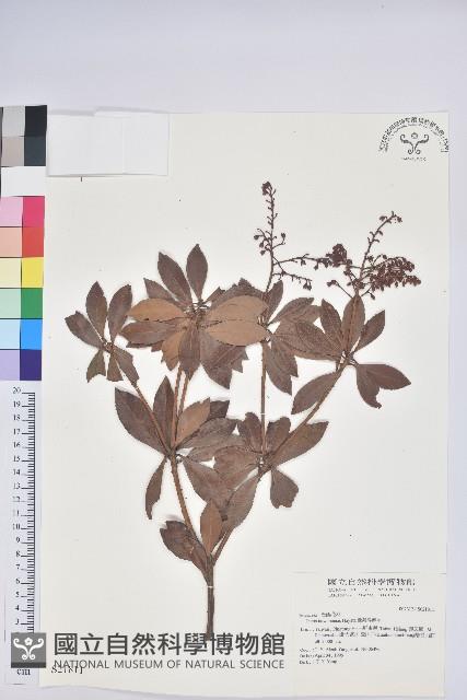 臺灣馬醉木藏品圖，第1張