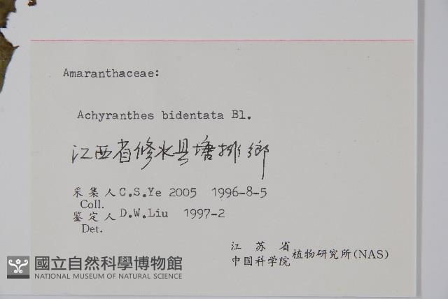 牛膝藏品圖，第2張