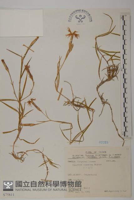 玉山石竹藏品圖，第1張