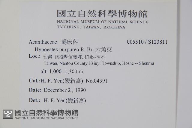 六角英, 槍刀菜藏品圖，第2張