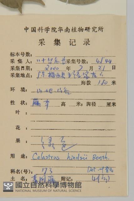 南華南蛇藤，青江藤藏品圖，第2張