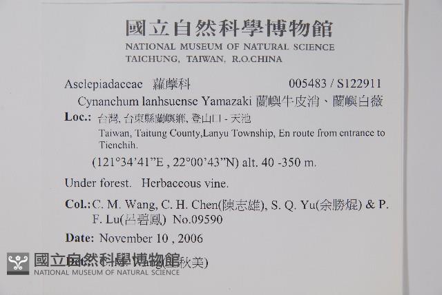 蘭嶼牛皮消、蘭嶼白薇藏品圖，第2張