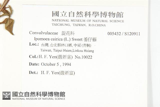 番仔藤藏品圖，第2張