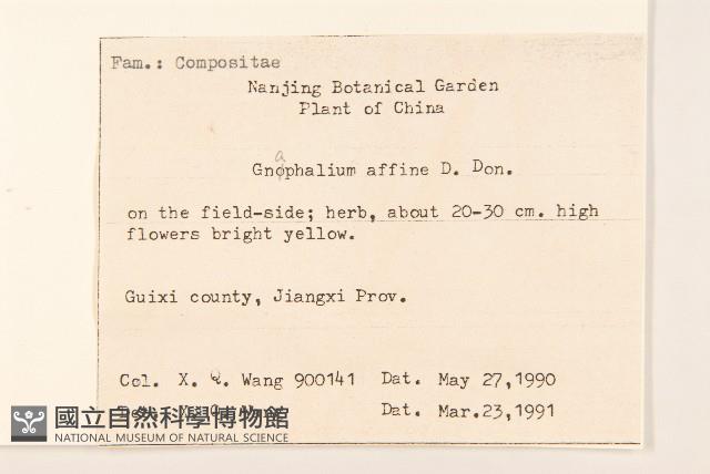 鼠麴草藏品圖，第2張