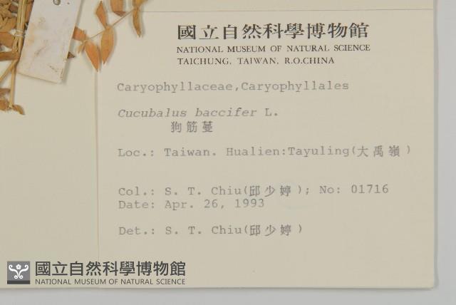 狗筋蔓藏品圖，第2張