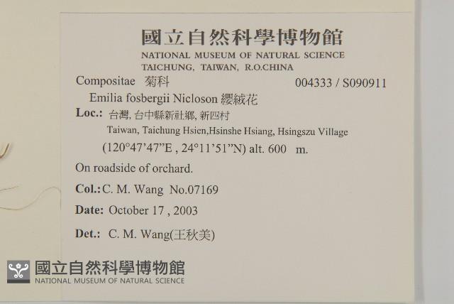 纓絨花藏品圖，第2張