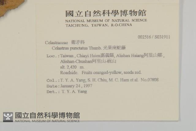 光果南蛇藤藏品圖，第2張