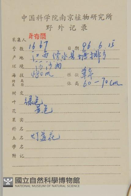 大花金雞菊藏品圖，第2張