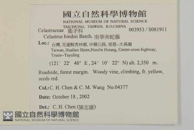 南華南蛇藤，青江藤藏品圖，第2張