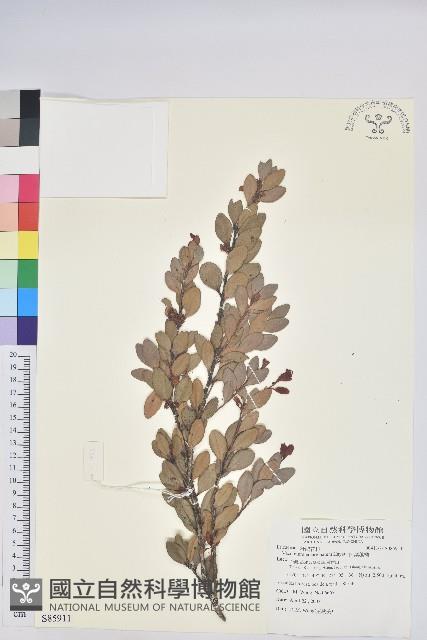 凹葉越橘藏品圖，第1張