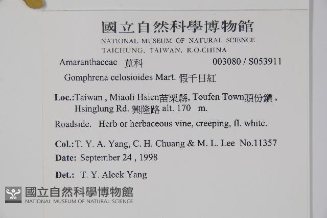 假千日紅藏品圖，第5張