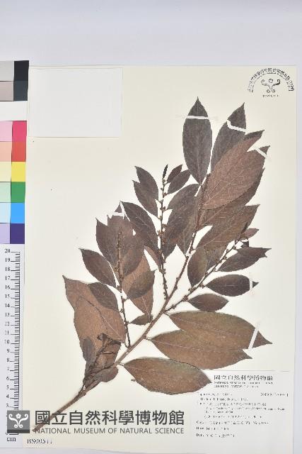 大青藏品圖，第1張