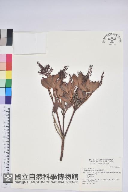 臺灣馬醉木藏品圖，第1張