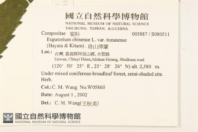 塔山澤蘭藏品圖，第2張