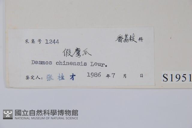 假鷹爪藏品圖，第2張