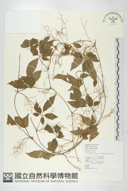 絞股藍藏品圖，第1張