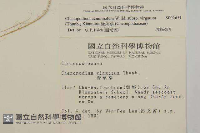 變葉藜藏品圖，第2張