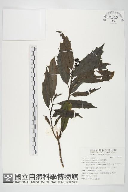 桃葉珊瑚藏品圖，第1張