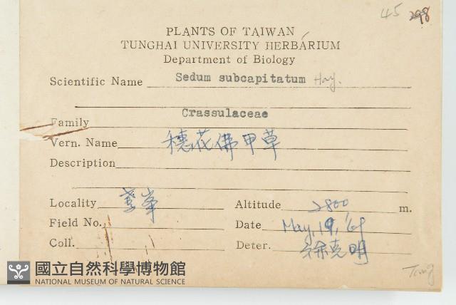 穗花佛甲草藏品圖，第2張