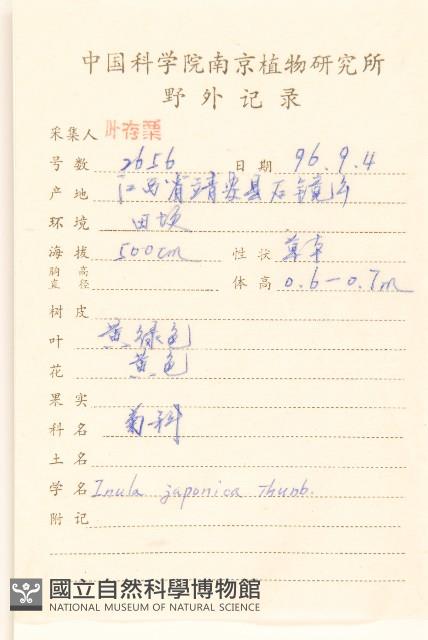 旋覆花藏品圖，第2張