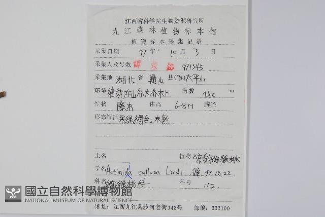 硬齒獼猴桃藏品圖，第2張