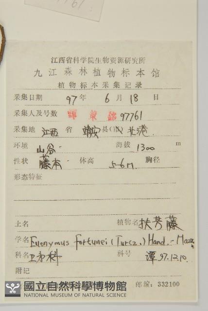 扶芳藤藏品圖，第2張