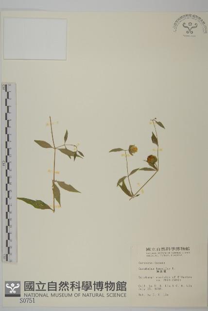 狗筋蔓藏品圖，第1張