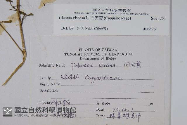 向天黃藏品圖，第2張