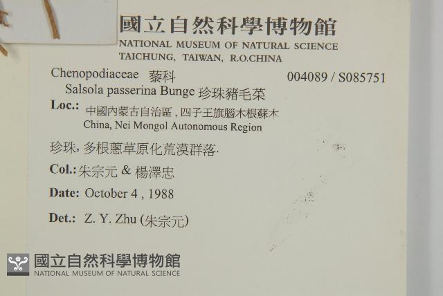 珍珠豬毛菜藏品圖，第2張