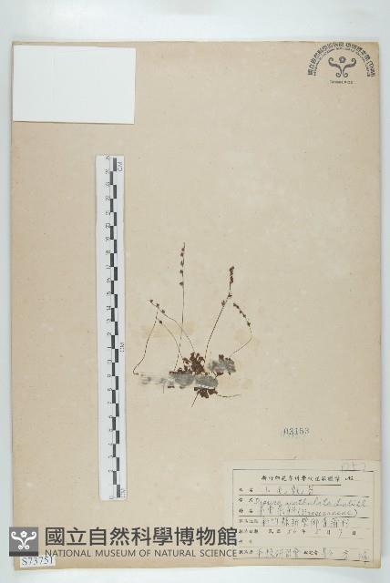 小毛氈苔藏品圖，第1張