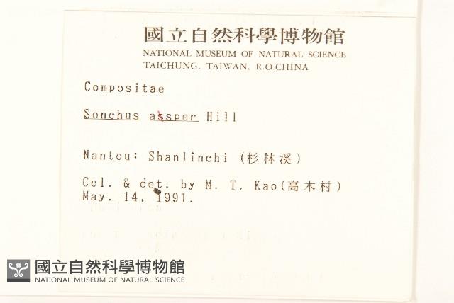 鬼苦苣菜藏品圖，第2張