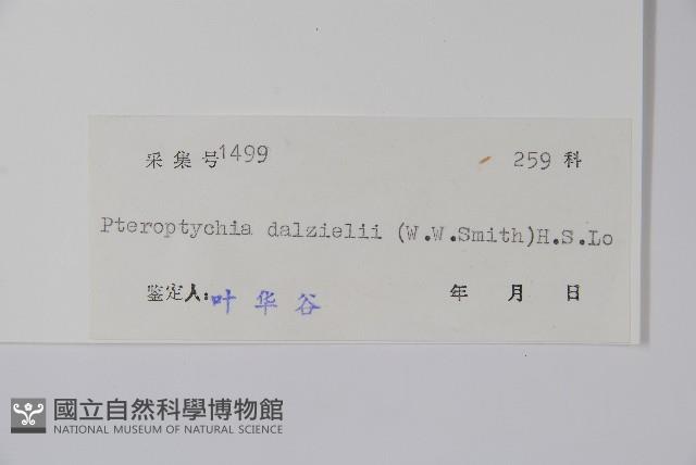 曲枝假藍藏品圖，第2張