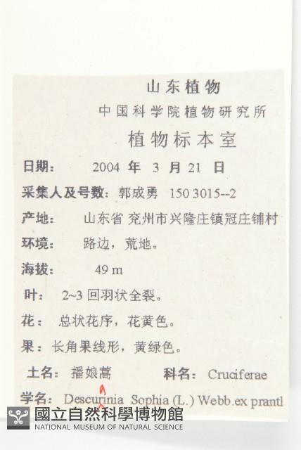 播娘蒿藏品圖，第2張