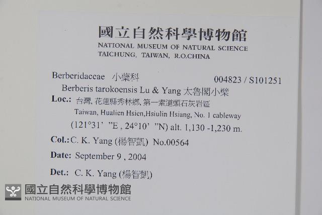 太魯閣小檗藏品圖，第2張