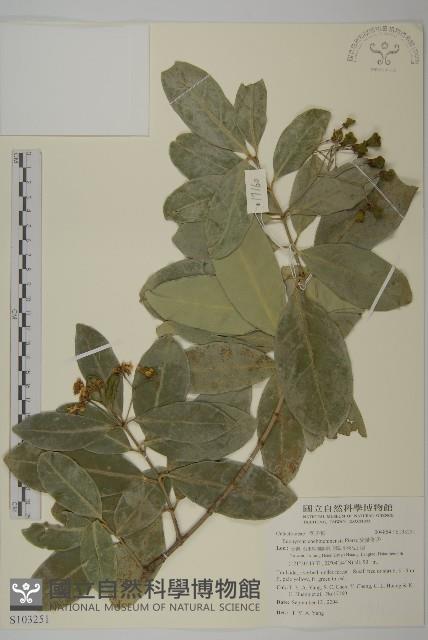 交趾衛矛藏品圖，第4張