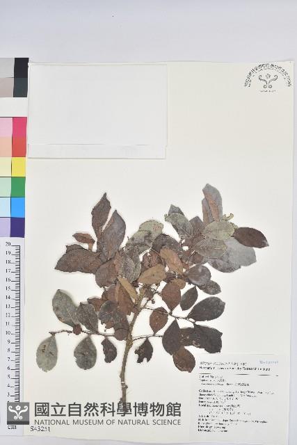 細葉饅頭果藏品圖，第1張