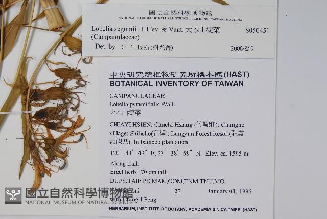 大本山梗菜藏品圖，第2張