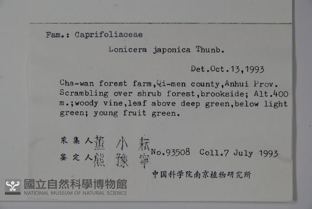 忍冬、金銀花藏品圖，第2張