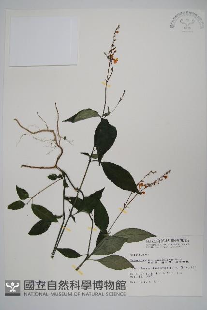 針刺草藏品圖，第1張